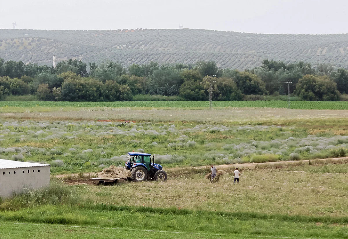 Blumenfelder in Südeuropa, auf denen ein Traktor fährt und zwei Männer arbeiten