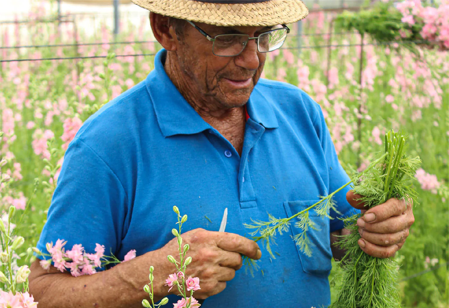 Ein Mann begutachtet frisch geschnittene Blumen