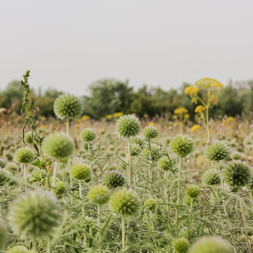 Eine wilde Blumenwiese, auf der sehr viele grüne Disteln wachsen