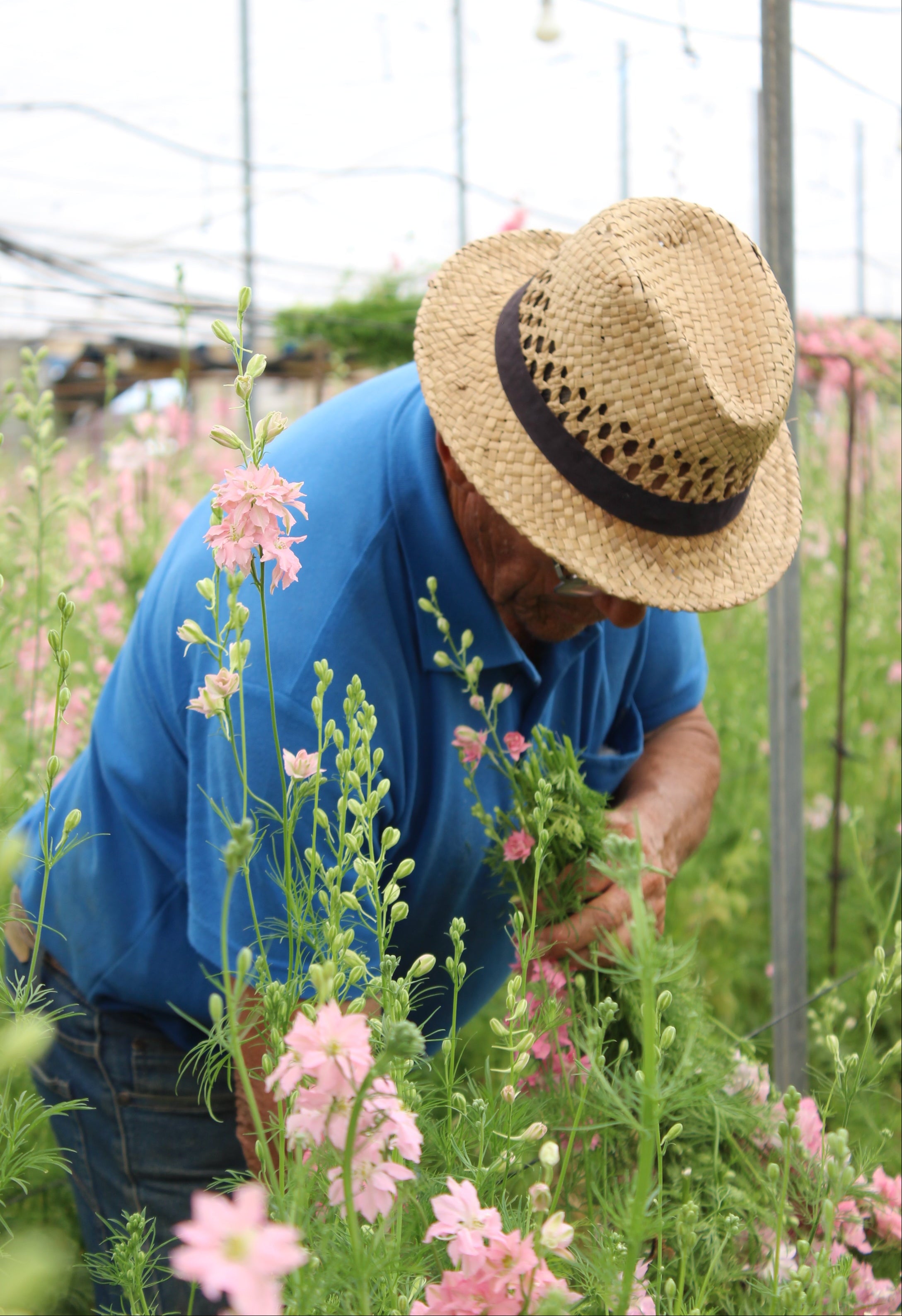 Landwirt mit Strohhut pflückt rosa Blumen auf einem Blumenfeld für Living Flowers.