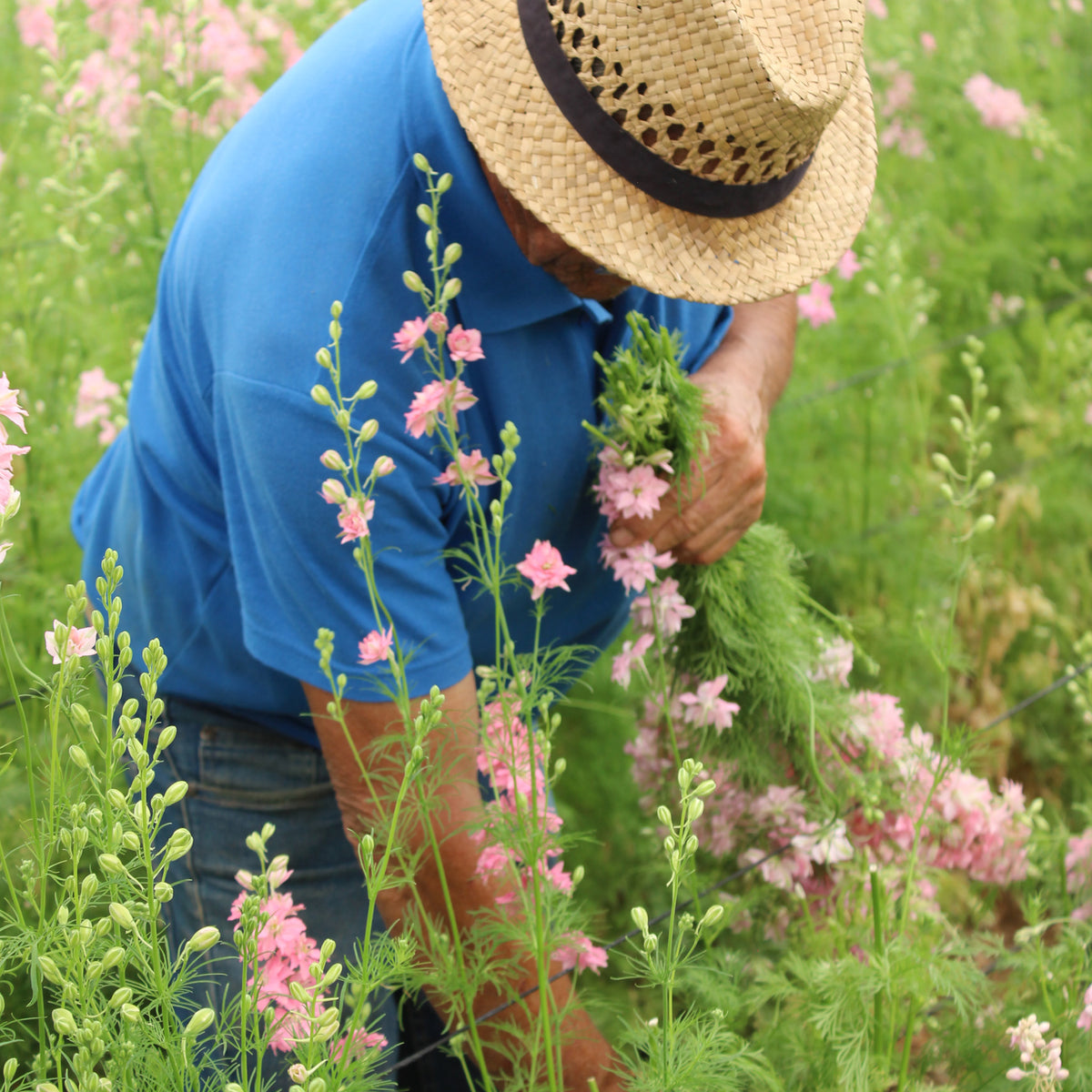 En landmand med stråhat høster blomster i hånden på en blomstereng