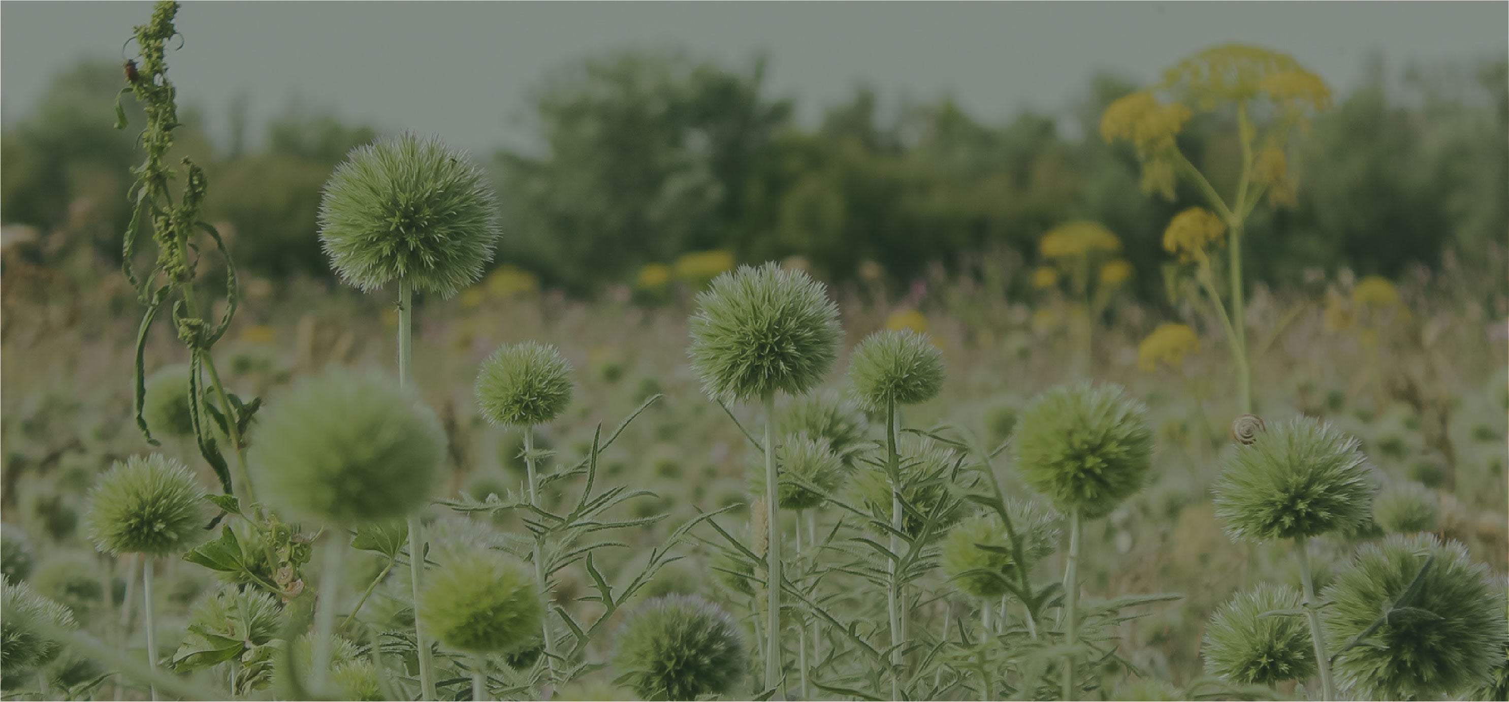 Nahaufnahme eines Blumenfeldes in Südeuropa
